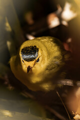 Wilson's warbler (Cardellina pusilla) in the sunlight