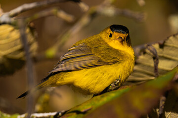 Wilson's warbler (Cardellina pusilla) in the sunlight