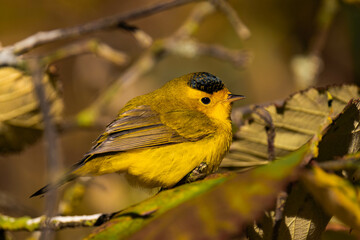 Wilson's warbler (Cardellina pusilla) in the sunlight
