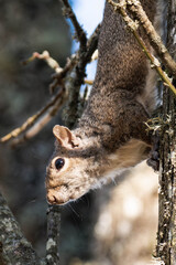 Brown eastern gray squirrel climbing on a tree
