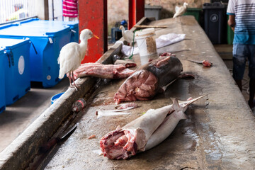 Fresh headless tuna fish lay on a counter at fish market