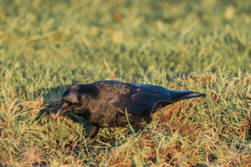 Fototapeta premium Common raven or northern raven (Corvus corax) in the sunset on some grass, looking for food