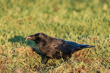 Common raven or northern raven (Corvus corax) in the sunset on some grass, looking for food