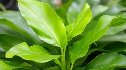 Obraz premium Lush Green Leaves of Tropical Plant with Glossy Finish and Natural Light Highlights in Beautiful Indoor Environment