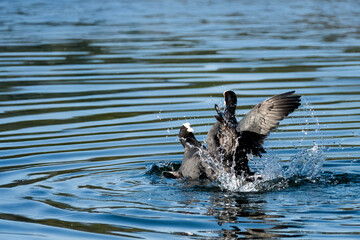 Due folaghe (Fulica atra) combattono furiosamente nell'acqua dello stagno durante la stagione degli amori.