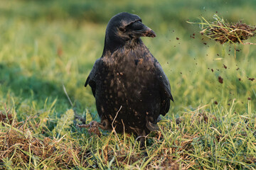 Common raven or northern raven (Corvus corax) in the sunset on some grass, looking for food
