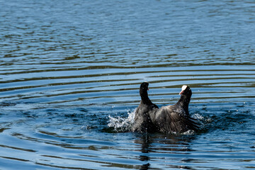 Due folaghe (Fulica atra) combattono furiosamente nell'acqua dello stagno durante la stagione degli amori.