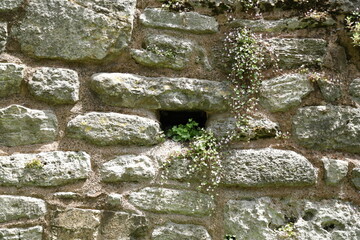 Stone wall, Plant on the wall, Ancient Wall
