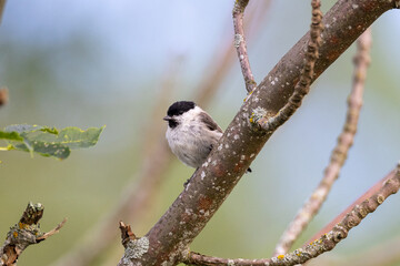 marsh tit on a branch