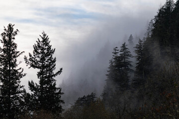 Foggy forest background in Squamish, British Columbia, Canada