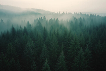 Fototapeta premium Landscape view of deep dark wood forest with foggy view in winter, Aerial view of pine tree forest under the cloud.