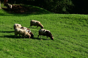 Obraz premium Kleine Schafherde auf einer Wiese in der Abendsonne