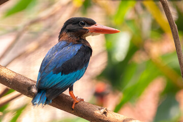 The Javan kingfisher (Halcyon cyanoventris), sometimes called the blue-bellied kingfisher or Java kingfisher