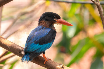 Fototapeta premium The Javan kingfisher (Halcyon cyanoventris), sometimes called the blue-bellied kingfisher or Java kingfisher