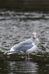 Fototapeta premium American Herring Gull at a river