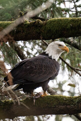 Adult bald eagle on a tree branch with prey