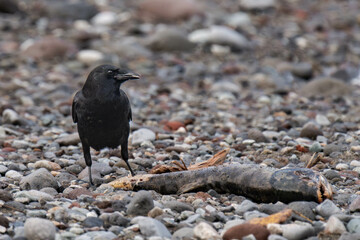 Raven eating salmon in British Columbia, Canada