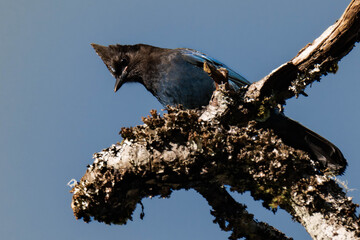 Steller's jay (Cyanocitta stelleri) sitting on top of a tree