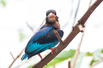 The Javan kingfisher (Halcyon cyanoventris), sometimes called the blue-bellied kingfisher or Java...