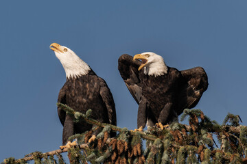 Two adult bald eagles sitting on a tree branch with blue sky in the background