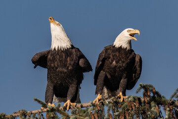 Two adult bald eagles sitting on a tree branch with blue sky in the background