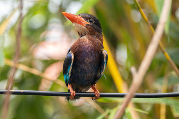 The Javan kingfisher (Halcyon cyanoventris), sometimes called the blue-bellied kingfisher or Java...
