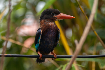 The Javan kingfisher (Halcyon cyanoventris), sometimes called the blue-bellied kingfisher or Java...