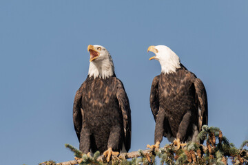 Two adult bald eagles sitting on a tree branch with blue sky in the background