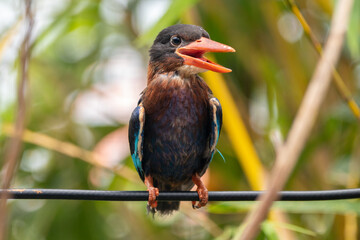 Fototapeta premium The Javan kingfisher (Halcyon cyanoventris), sometimes called the blue-bellied kingfisher or Java kingfisher