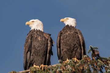 Two adult bald eagles sitting on a tree branch with blue sky in the background
