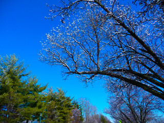Charlottesville, Virginia USA: 02 03 2009: The University of Virginia winter snow landscape	
