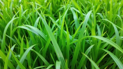 Obraz premium Lush green grass with fine blades and vibrant color, spring, nature