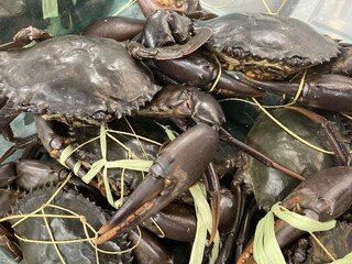 A Close-Up View of Fresh, Dark-Colored Crabs Tied with Light Green Strings at a Market
