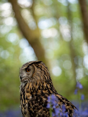 Eagle Owl in a Bluebell Wood
