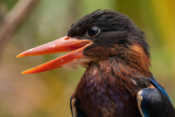 Fototapeta premium The Javan kingfisher (Halcyon cyanoventris), sometimes called the blue-bellied kingfisher or Java kingfisher