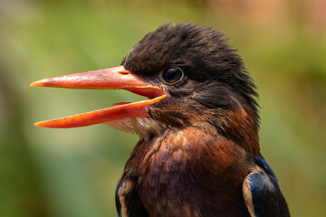 Fototapeta premium The Javan kingfisher (Halcyon cyanoventris), sometimes called the blue-bellied kingfisher or Java kingfisher