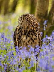 Eagle Owl in a Bluebell Wood