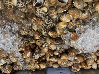 Fresh Leopard Snails on Ice at Market: A Close-Up View of Delicious Seafood