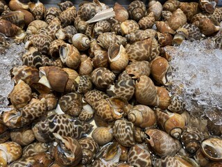 Fresh Brown and Tan Spotted Snails on Ice at a Market Seafood Display