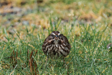 Song sparrow (Melospiza melodia) on the ground with some grass