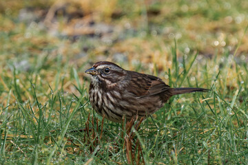 Song sparrow (Melospiza melodia) on the ground with some grass