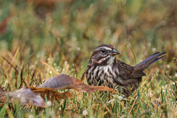 Song sparrow (Melospiza melodia) on the ground with some grass