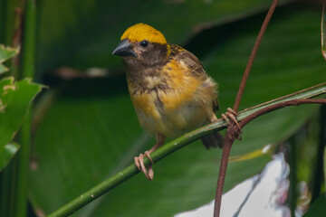 The Asian golden weaver (Ploceus hypoxanthus) is a species of bird in the family Ploceidae