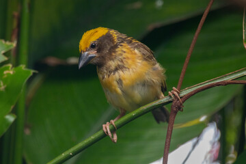 The Asian golden weaver (Ploceus hypoxanthus) is a species of bird in the family Ploceidae