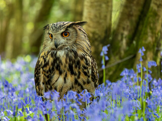 Eagle Owl in a Bluebell Wood