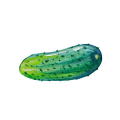 Concept illustration of cucumber hand draw water colour style , fit for your element project.