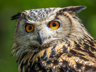 Eagle Owl in a Bluebell Wood