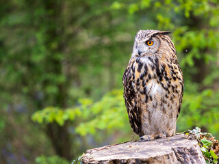Eagle Owl in a Bluebell Wood