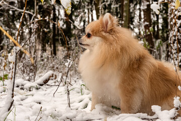 Pomeranian Spitz in the winter forest on a walk. Spitz in winter