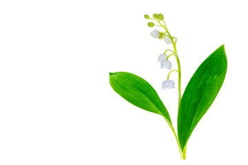 Fototapeta premium White flowers of lily of the valley. Convallaria majalis, isolated on white background.